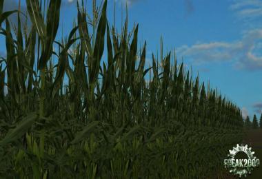 Real corn HD Texture v1.0