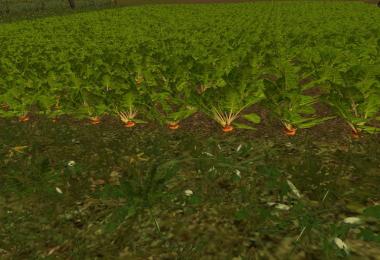 Mangold Beet Texture Pack v1.0