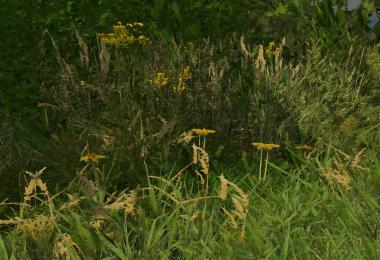 Dorset's Big and Bold foliage pack