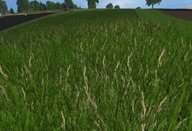 New grass texture v2.0