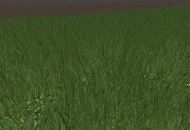 Grass without flowers v1.0