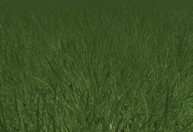 Grass without flowers v1.0