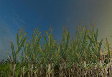 Reale 4k corn v1.0