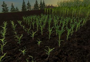 Reale 4k corn v1.0