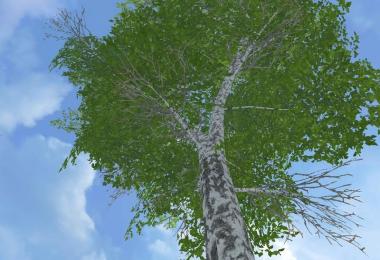 New Forest Birch 25m v1.0