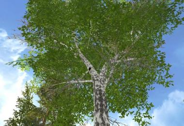 New Forest Birch 25m v1.0