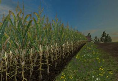 Reale 4k corn v1.1