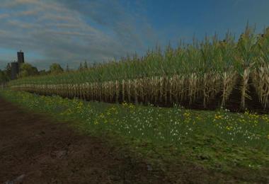 Reale 4k corn v1.1