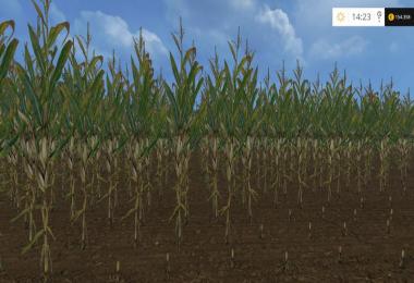 Reale 4k corn v1.1