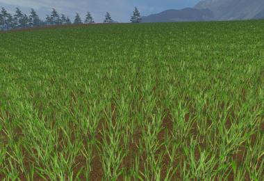 OAT TEXTURE v1.0