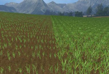 OAT TEXTURE v1.0