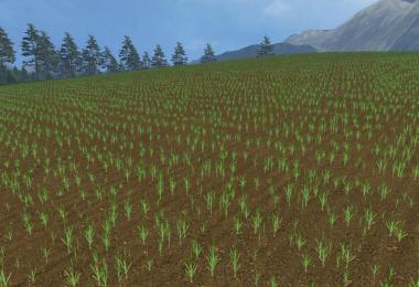 OAT TEXTURE v1.0