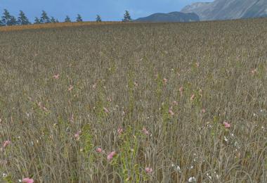 OAT TEXTURE v1.0