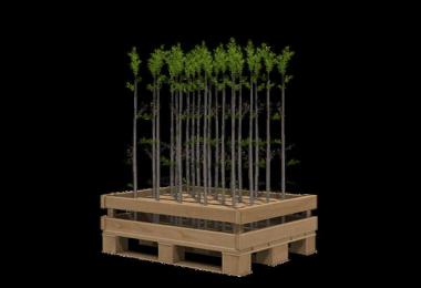 More Saplings v1.0