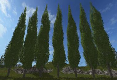 Poplar Tree v1.0.0.0