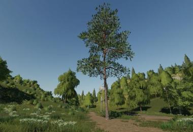 Pine can be placed v1.0