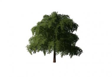 More Trees v1.0.0.0