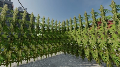 DIY Cannabis Maze v1.0.0.0