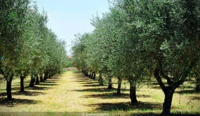 Toscana – Grape and olives v1.3.0.0