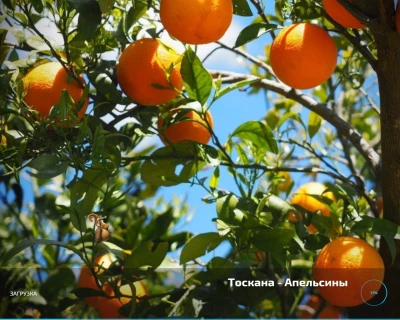 Toscana - Oranges v2.4
