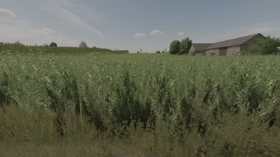 Oat Texture v1.0.0.0