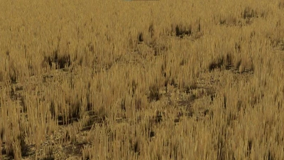 High wheat stubble with compaction v1.0.0.0