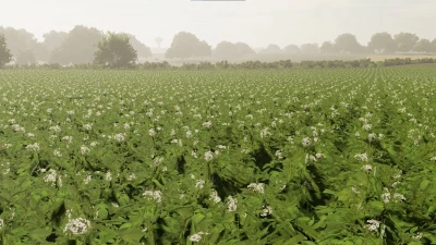 Textures of potato v1.0.0.0