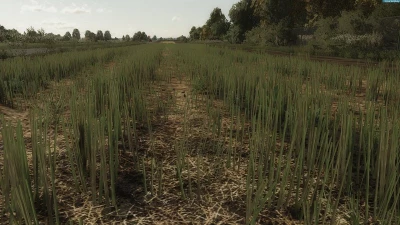 Rapeseed texture v1.0.0.0