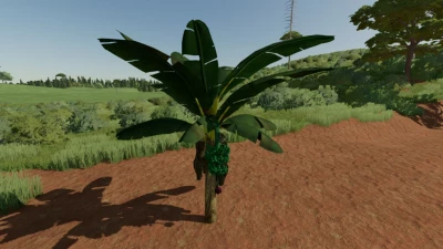 Banana Tree v1.0.0.0