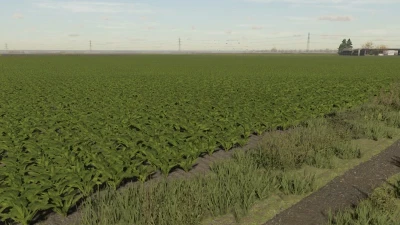 FS22 Sugarbeet Textures v1.0.0.0