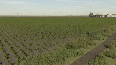 FS22 Sugarbeet Textures v1.0.0.0