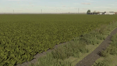 FS22 Sugarbeet Textures v1.0.0.0