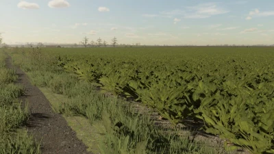 FS22 Sugarbeet Textures v1.0.0.0