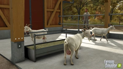 Goats!