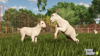 Goats!