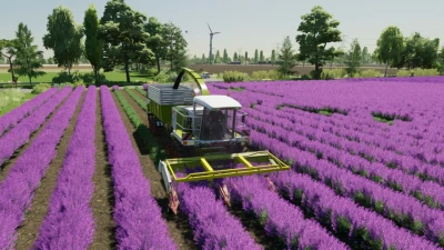 Lavender in Rows (Prefab) v1.0.0.0