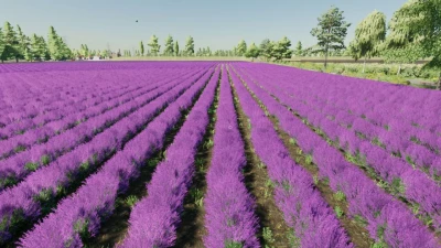 Lavender in Rows (Prefab) v1.0.0.1