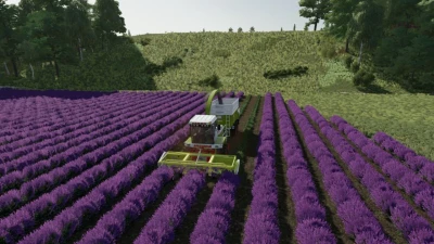 Lavender in Rows (Prefab) v1.0.0.1