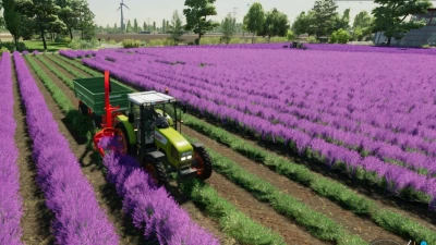 Lavender in Rows (Prefab) v1.0.0.1