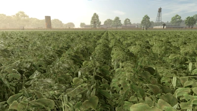 New Crop: Green Beans v1.0.0.0