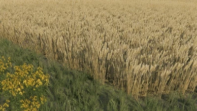 Wheat Texture v1.0.0.0