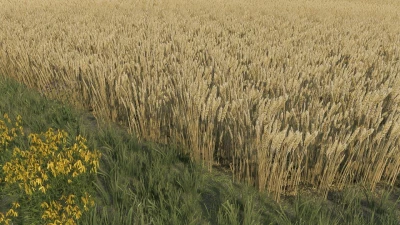 Wheat texture v1.0.0.0